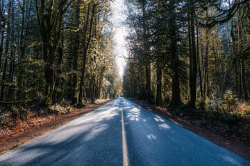 Fototapeta premium Beautiful View of a Scenic Road in the Green Forest during a sunny fall season day. Taken in Squamish, North of Vancouver, British Columbia, Canada.