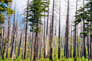 Obraz premium Recovering Burnt Forrest