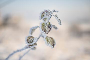 Mróz Roślina