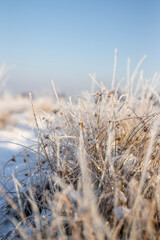 Fototapeta premium Mróz łąka