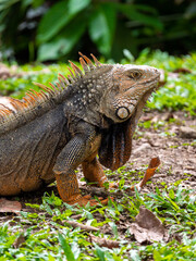 Green Iguana (Iguana Iguana) Large Herbivorous Lizard Staring on the Grass in Medellin, Colombia