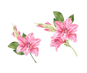 satz aquarellillustrationen mit rosa blumenlilien auf einem weißen hintergrund, handgemalt auf einem weißen hintergrund © Lana