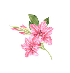 Fototapeta na wymiar watercolor illustration of branch with pink flowers lilies on white background, hand painted