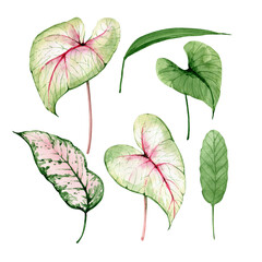 botanical set of tropical green leaves, watercolor illustration hand painted