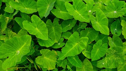 Water droplets on Taro leaves.