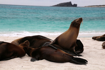 Fototapeta premium Galapagos sea lion on Galapagos beach, Ecuador, South America