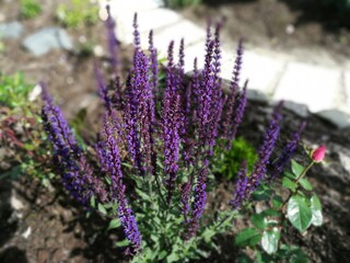 Obraz premium very beautiful Salvia nemorosa Caradonna with purple delicate flowers on the background of a stony flower bed with coniferous plants and a round garden concrete path. Flower Wallpaper
