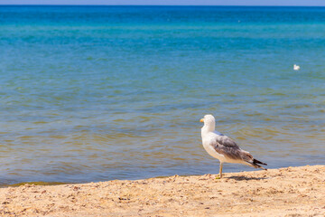 Seagull on a sandy beach of the Black sea