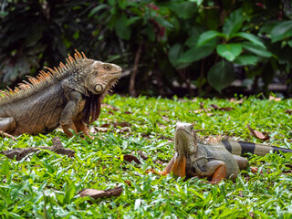 Two Green Iguanas (Iguana Iguana) Large Herbivorous Lizard Staring on the Grass in Medellin, Colombia