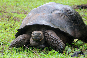 Giant tortoise, Galapagos Island, Ecuador, South America