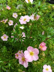 Obraz premium delicate little flowers of Potentilla fruticosa Lovely Pink on the background of openwork green foliage. Flower Wallpaper