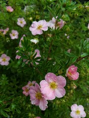 delicate little flowers of Potentilla fruticosa Lovely Pink on the background of openwork green foliage. Flower Wallpaper