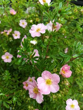 delicate little flowers of Potentilla fruticosa Lovely Pink on the background of openwork green foliage. Flower Wallpaper