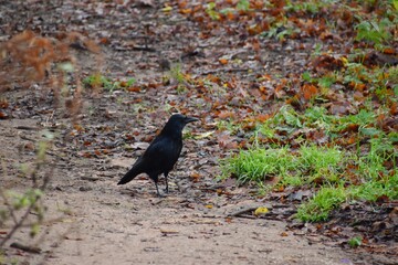crow on the ground