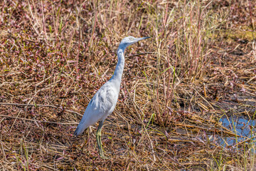 Juvenile white egret