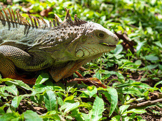 Green Iguana (Iguana Iguana) Large Herbivorous Lizard Staring on the Grass in Medellin, Colombia