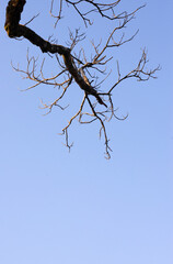 Natural leafless season tree on blue sky background