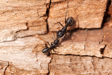 Black ants feeding each other in the colony on wood