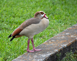 Egyptian goose male with buff chest; brown, orange,  and black feathers; pink beak and legs; and dark brown eye patch is standing in somewhat aggressive posture on concrete slab against green grass.