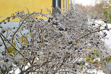 winter, berries