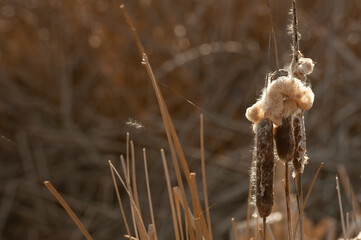 Autumn cattails going to seed