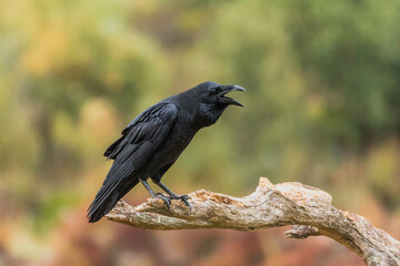 squawk of a crow perched on a branch