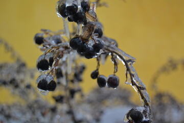 winter,  berries