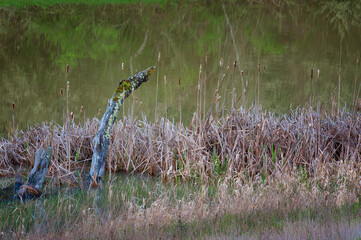 Along the wetland waters grows cattails and decaying tree trunks.