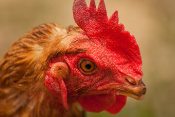 Chicken with broken beak