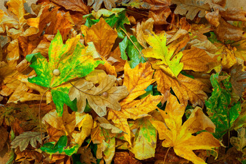 Closeup of colorful autumn leaves