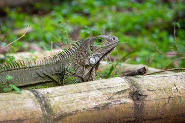 Green Iguana (Iguana Iguana) Large Herbivorous Lizard Standing on the Wooden in the Garden in Medellin, Colombia