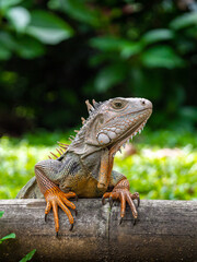Green Iguana (Iguana Iguana) Large Herbivorous Lizard Standing on the Wooden in the Garden in Medellin, Colombia