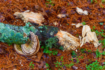 Lichen and fugus grow on a broken limb
