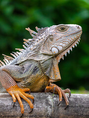 Green Iguana (Iguana Iguana) Large Herbivorous Lizard Standing on the Wooden in the Garden in Medellin, Colombia