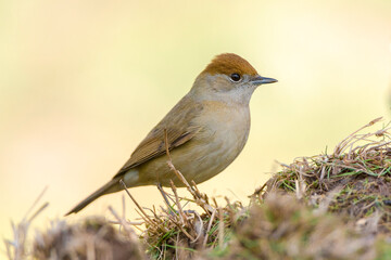 blackcap female perched on the ground