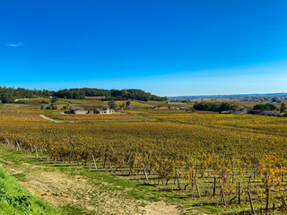 Fototapeta premium Vignes à Saint Emilion en automne, Gironde