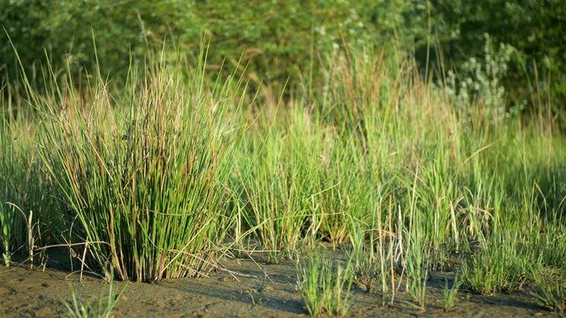 Drought wetland, swamp clay rushes Juncus drying up cracked soil crust earth climate change, environmental disaster and earth cracks, death for plants tree wood, soil dry degradation pond lake