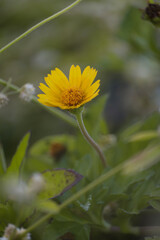 yellow  flower