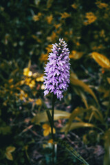 lilac dactylorhiza flower