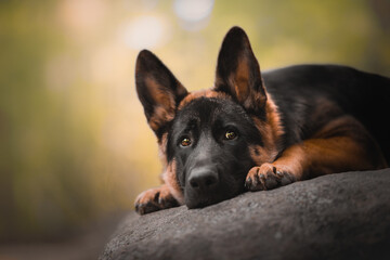german shepherd puppy in natural environment, bokeh, blurry background, sweet face
