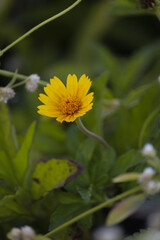 yellow  flower
