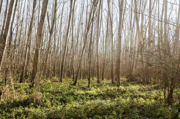 Fototapeta premium Forest on the bank of the river Danube in Petrovaradin near Novi Sad in the winter.