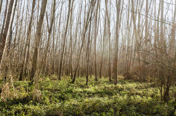 Forest on the bank of the river Danube in Petrovaradin near Novi Sad in the winter.