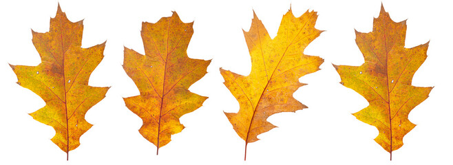 Set of autumn leaves isolated on white background. High resolution.	