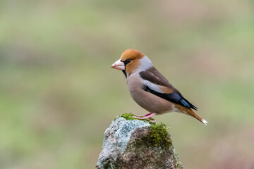 hawfinch perched on a stone