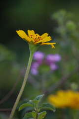 yellow  flower