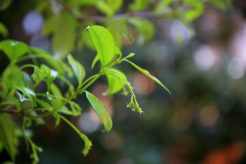Drooping buds of jasmine in backlight with bokeh effect