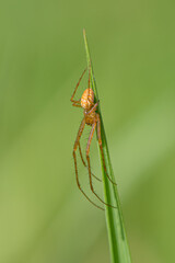 close up of a spider