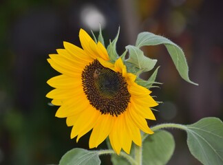 Honeybee on sunflower