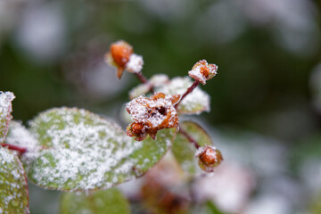 snow on the knosps of a branch